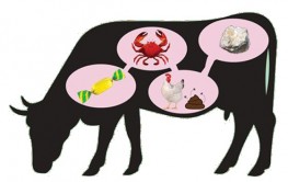 cow food
