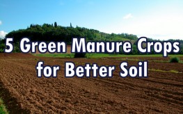 green manure crops