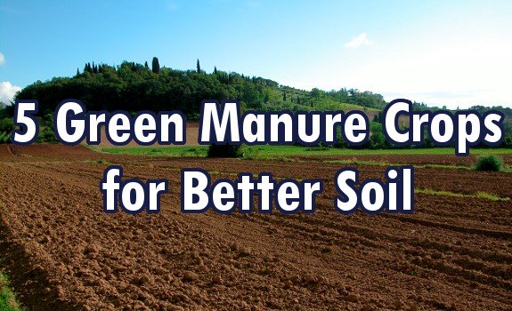green manure crops