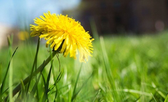 dandelion