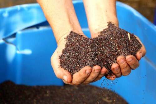 Reliable access to diverse, regionally adapted organic seed is key to the success of any farm business.