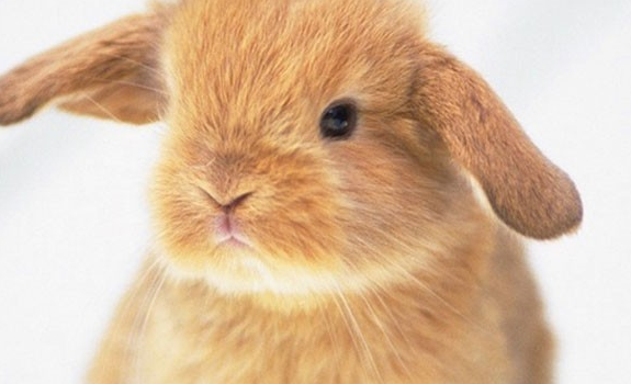 easter bunnies