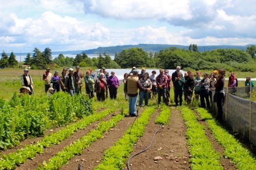 Dr. John Navazio, formerly of the Organic Seed Alliance, evaluates an escarole variety trial with participants of the 2014 Breeding Self-Pollinated Crops workshop at Greenbank Farm.