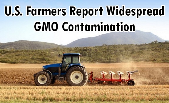 gmo contamination
