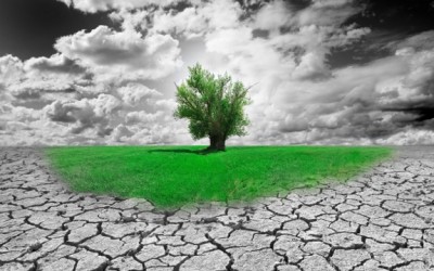 tree in field