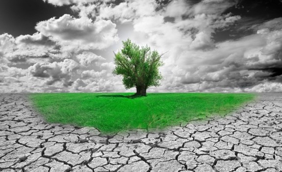 tree in field
