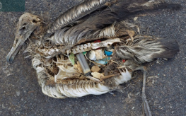The unaltered stomach contents of a dead albatross chick photographed on Midway Atoll National Wildlife Refuge in the Pacific in September 2009 include plastic marine debris fed the chick by its parents.credit: U.S. Fish and Wildlife Service/Chris Jordan