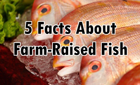 farm fish