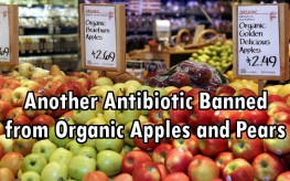 apples antibiotics