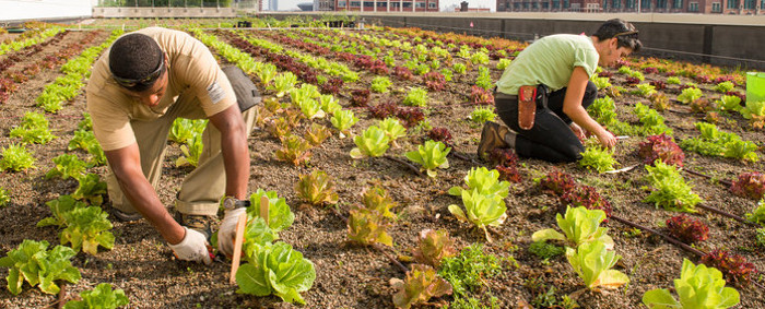 garden_rooftop_plants_700_283