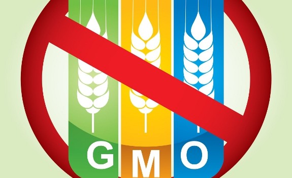 GMO