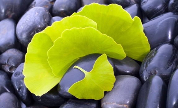 Ginkgo biloba