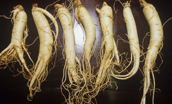 ginseng
