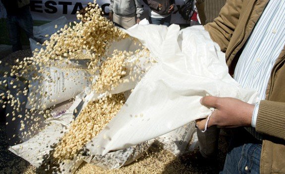 gmo maize