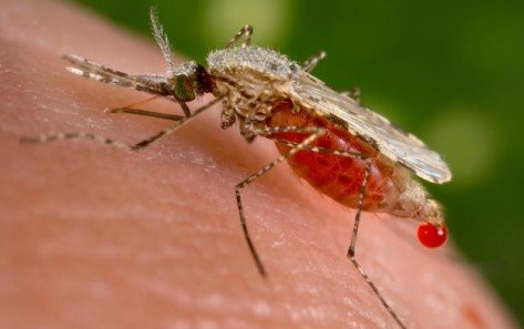 mosquito gmo