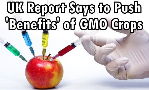 gmo