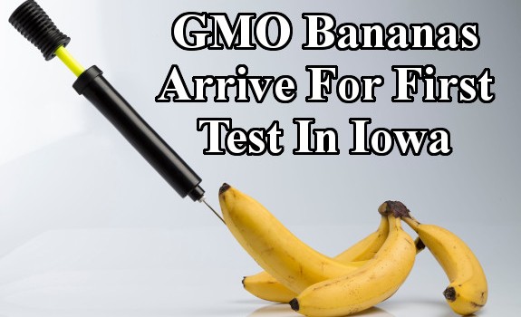 gmo bananas