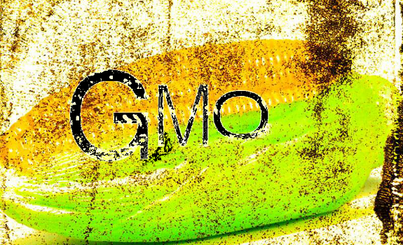 gmo corn