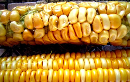 gmo corn