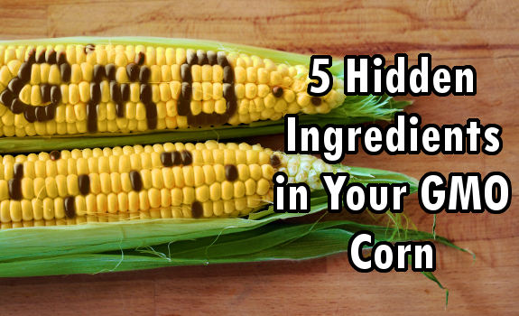 gmo corn