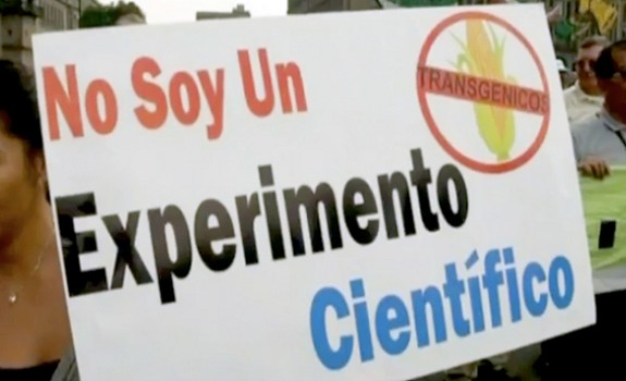 gmo corn mexico