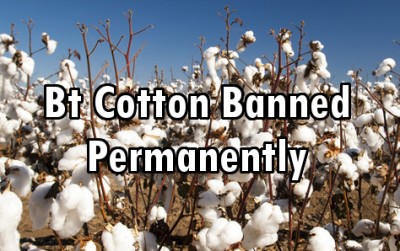 cotton
