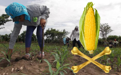 gmo crops El Salvador