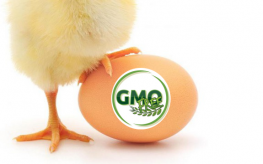 gmo free egg