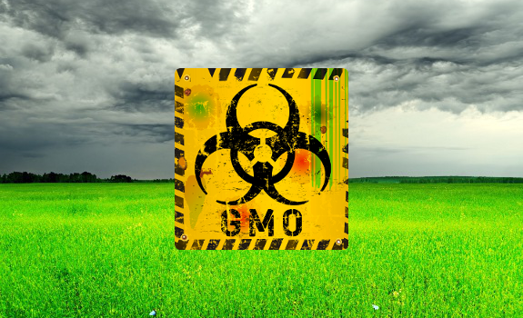 gmo grass