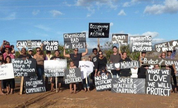 gmo Molokai