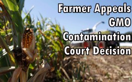 gmo field