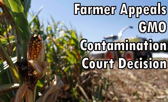 gmo field