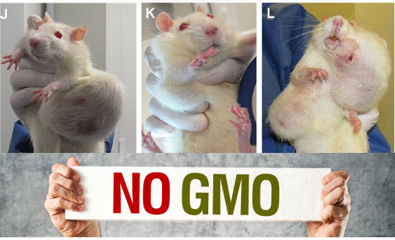 gmo seralini