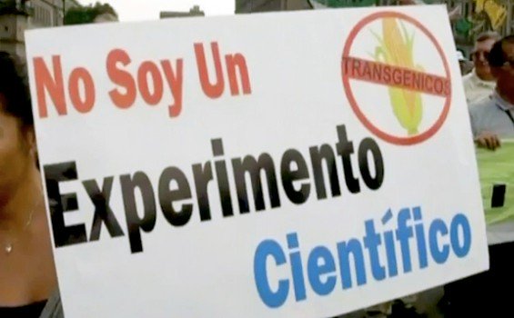 gmo soy protest
