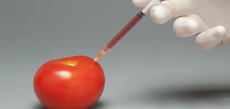 gmo foods