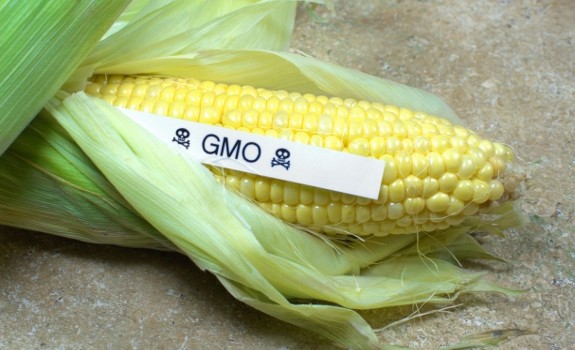 gmo corn