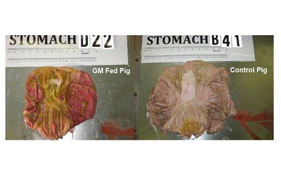 gmo pig study