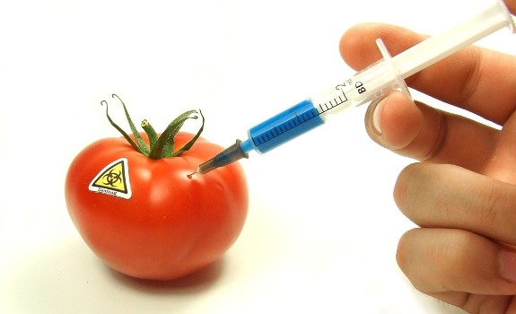 gmo tomato