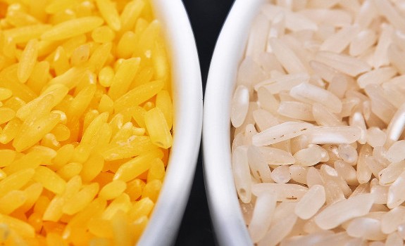 golden rice