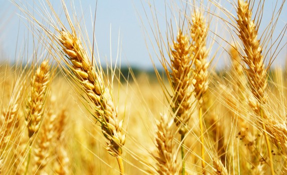 wheat