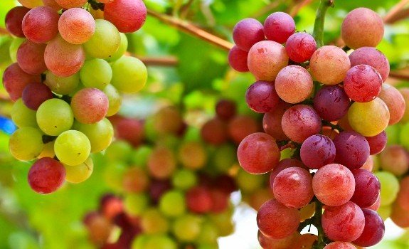 grapes