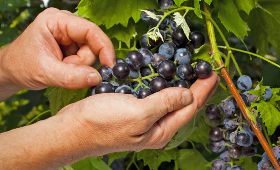 grapes