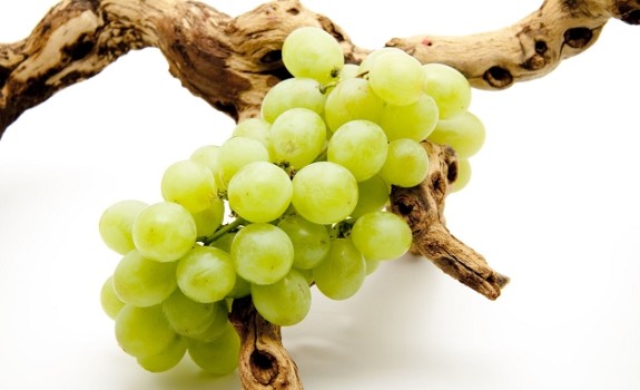 Oregon grape