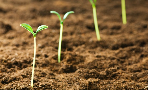 grow-your-own-sprouts