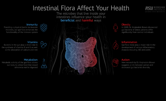 gut flora infographic