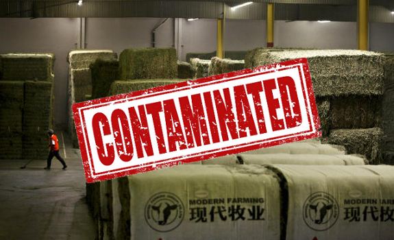 China hay alfalfa GMO