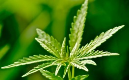 hemp