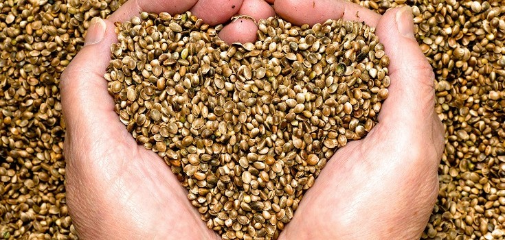 hemp seeds