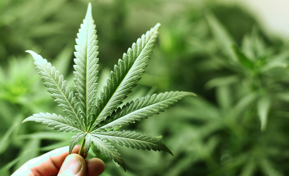 hemp colorado