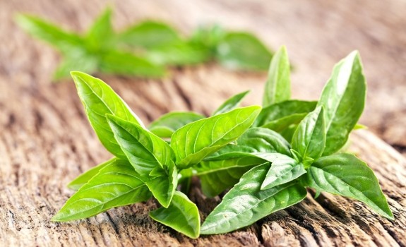 green herb